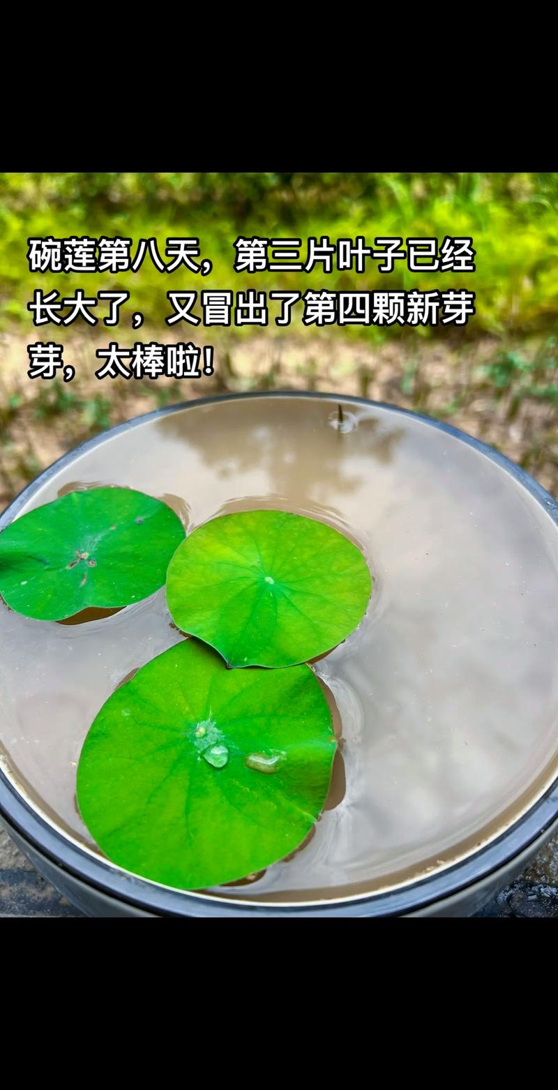 财智老板通：你的个人及微型企业管理助手