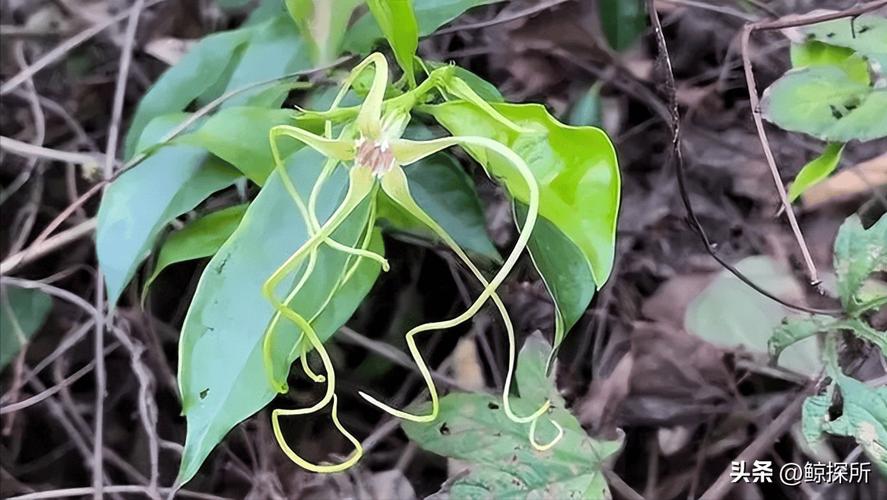 断魂草是什么？这种植物的毒性你真的了解吗？